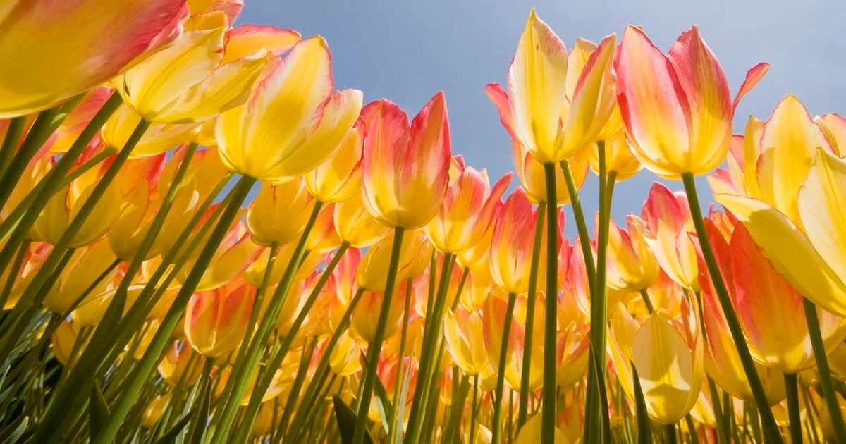 First Day of Spring 2025